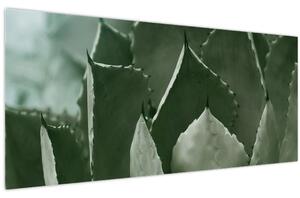 Tablou - Agave verde (120x50 cm)