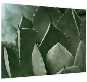 Tablou - Agave verde (70x50 cm)