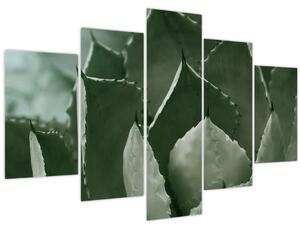 Tablou - Agave verde (150x105 cm)