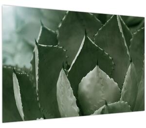 Tablou - Agave verde (90x60 cm)
