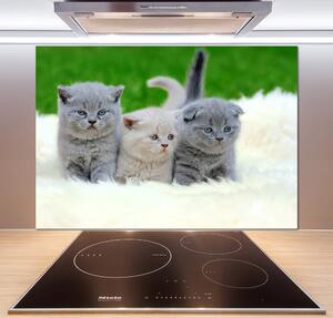 Sticlă pentru bucătărie Trei pisici pe o pătură
