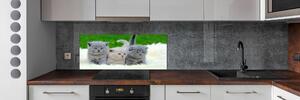 Sticlă pentru bucătărie Trei pisici pe o pătură