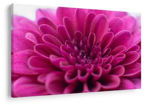 Tablou cu floare (90x60 cm)