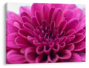 Tablou cu floare (70x50 cm)