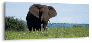 Tablou cu elefant (120x50 cm)