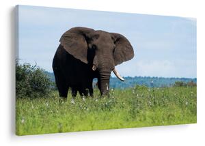 Tablou cu elefant (90x60 cm)