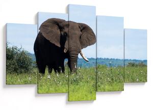 Tablou cu elefant (150x105 cm)