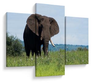 Tablou cu elefant (90x60 cm)