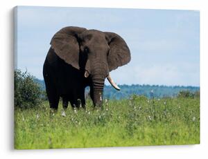 Tablou cu elefant (70x50 cm)