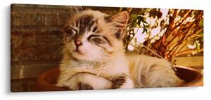 Tablou cu pisica în ghiveci (120x50 cm)