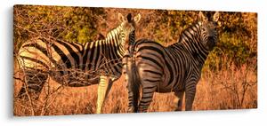 Tablou cu zebre (120x50 cm)
