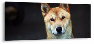 Tablou cu câine (120x50 cm)