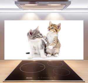 Panou sticlă bucătărie Două pisici de talie mică