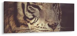 Tablou cu tigrul (120x50 cm)