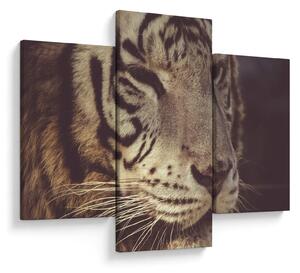 Tablou cu tigrul (90x60 cm)