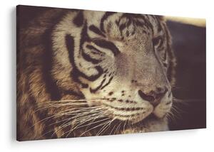 Tablou cu tigrul (90x60 cm)