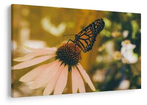 Tablou cu fluture pe floare (90x60 cm)