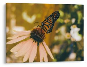 Tablou cu fluture pe floare (70x50 cm)
