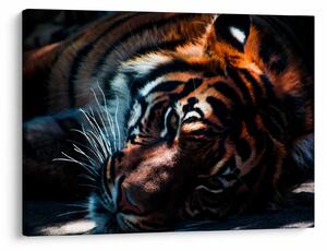 Tablou cu tigrul dormind (70x50 cm)