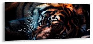 Tablou cu tigrul dormind (120x50 cm)