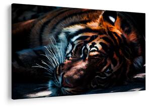 Tablou cu tigrul dormind (90x60 cm)
