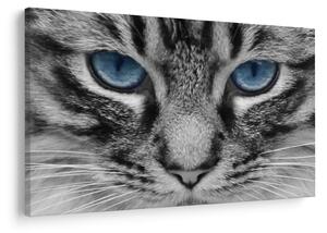 Tablou cu pisica (90x60 cm)