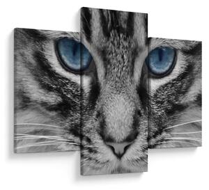 Tablou cu pisica (90x60 cm)