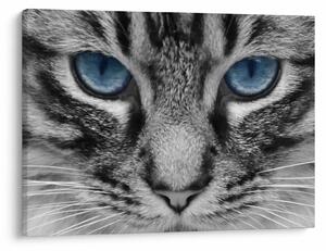 Tablou cu pisica (70x50 cm)