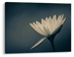 Tablou cu flori (70x50 cm)