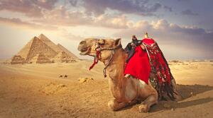 Fotografie Camel and the pyramids in Giza, narvikk