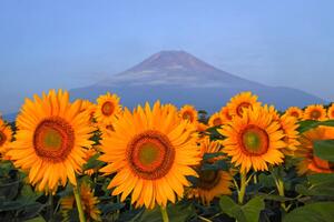 Fotografie Fuji and sunflower, I love Photo and Apple
