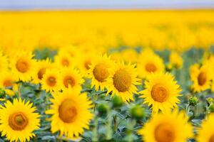 Fotografie Sunflower field, Alexander Spatari