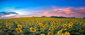 Fotografie Sunflower field at sunset, Sarrote Sakwong