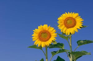 Fotografie Two sunflowers against clear blue, Martin Ruegner
