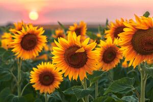 Fotografie Sunset Flowers, Evgeni Dinev Photography