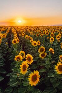 Fotografie Sunflower field, Olga Rolenko