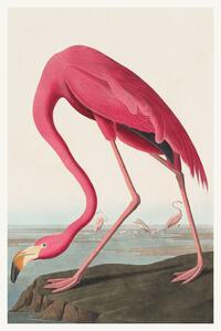 Reproducere The Pink Flamingo (Birds) - John James Audubon