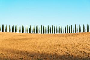 Fotografie Tuscany landscape of cypresses trees, Val, joci03