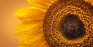 Fotografie Sunflower Banner, Brais Seara
