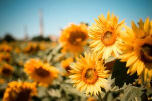 Fotografie Close-up of sunflowers on field against, Andrean Taufik / 500px
