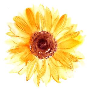Fotografie Hand drawn watercolorsunflower in yellow color, bokasin