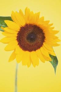 Fotografie Sunflower, DAJ