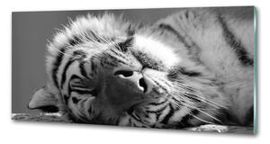 Panou sticla securizata bucatarie dormit tigru