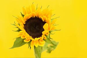 Fotografie Sunflower, Dizzy