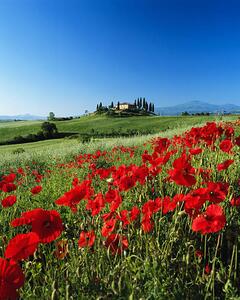 Fotografie Italy, Tuscany, Val d'Orcia, farmhouse on, David C Tomlinson