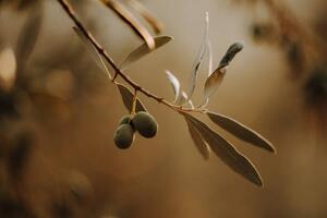 Fotografie Olivenbäume Olivenplantage in der Toscana Italien, Tabitha Arn