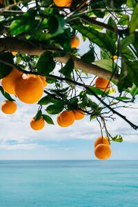 Ilustrație Amalfi Coast Oranges, Bethany Young