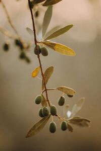 Fotografie Olivenbäume Olivenplantage in der Toscana Italien, Tabitha Arn