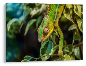 Tablou cu cameleon (70x50 cm)