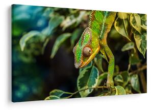 Tablou cu cameleon (90x60 cm)